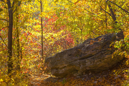 森林中的大石头秋天的风景
