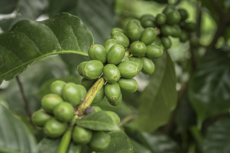 咖啡豆在泰国北部的树上成熟。新鲜咖啡豆