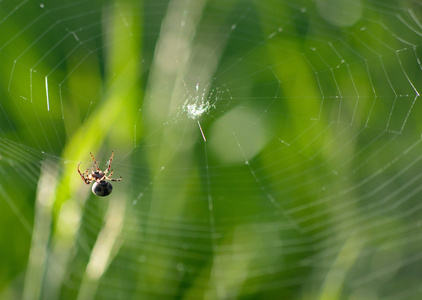 web 上的蜘蛛