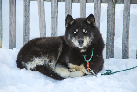 雪橇犬的狗