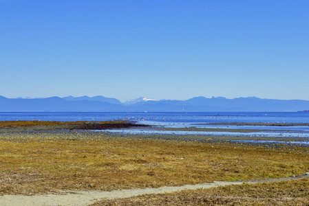 加拿大不列颠哥伦比亚省温哥华岛低潮期间的 Rathtrevor 海滩省级公园景观
