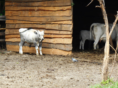 白色小牛在木谷仓干树和鸽子的背景下