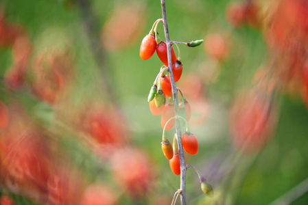 枸杞 berrytwig 满新鲜枸杞