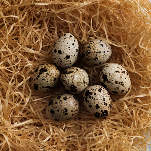 鹌鹑蛋在巢