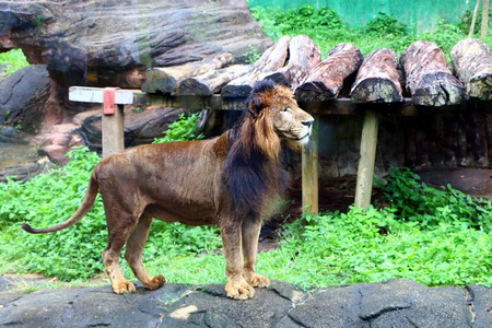 狮子 panthera leo 是费利达科的一个物种
