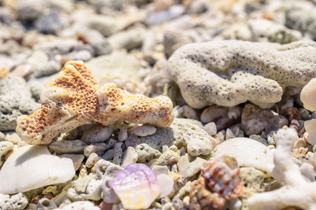 从海滩上的贝壳和珊瑚碎片的宏观模式