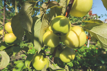 绿色的苹果在花园的树枝上清晨。新鲜多汁水果, 有机产品在夏季花园的自然环境中