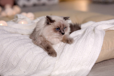 可爱的猫与针织毯子在枕头在家里。温暖舒适的冬天