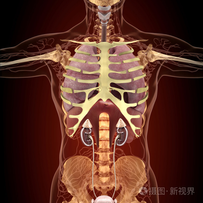 大 5000*5000px发票合同问题/器官疾病x在人体人体器官中解剖查看作者