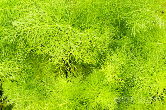 美丽的绿色纹理与叶子调味-茴香