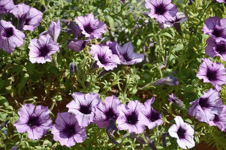 花坛紫色和紫色的牵牛花。美丽多彩的佩妮 矮牵牛 花的宏拍