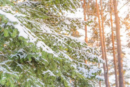 毛皮树枝与雪。季节冬日雪覆盖的大天然绿色松树