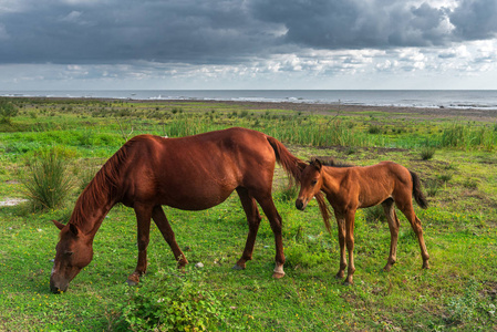 马和马驹在海边放牧