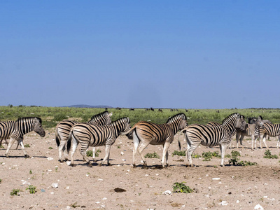 Damara Zebra Equus Burchelli Antiquorum in Pasture etosha na