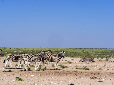 Damara Zebra Equus Burchelli Antiquorum in Pasture etosha na