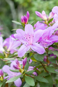 盛开的杜鹃花花, 用娇嫩的紫色花朵