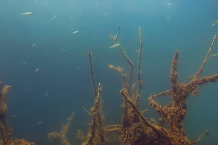 红树林区鱼类水下景观研究