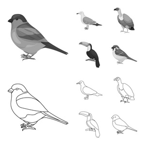 海鸥, 巨嘴鸟和其他物种。鸟类集合图标的轮廓, 单色风格矢量符号股票插画网站