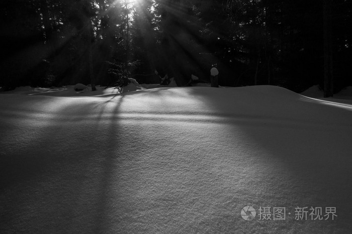 阳光和阴影在雪地里的森林