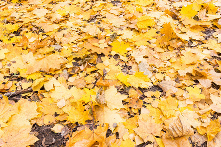 秋天的桦树在地上的黄叶, 一个神话般的景色。白天