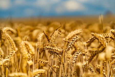 夏季在田间太阳上成熟的小麦曲秆