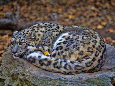 一只成年雄性雪豹, uncia 盎司, 躺在一块巨石上