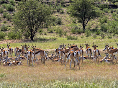羚羊牧群, Antidorcas marsupialis, 牧场地卡拉哈里, 南非