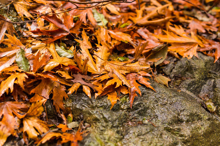 特罗多斯山的秋季自然