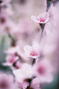 在模糊的花背景上开花杏树