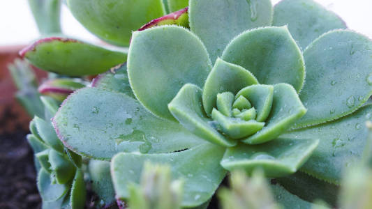 多汁的埃切韦利亚植物的宏与锯齿状的边缘。多汁的形状像玫瑰与晨露和水滴