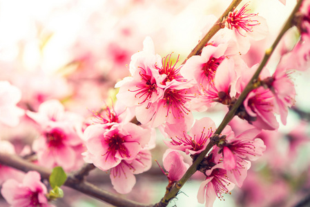 粉红色的花在春天盛开树枝，太阳