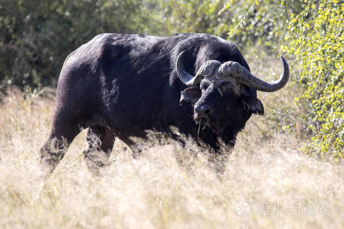 大水牛公牛, syncerus c. caffer, 丘比国家公园, 博茨瓦纳