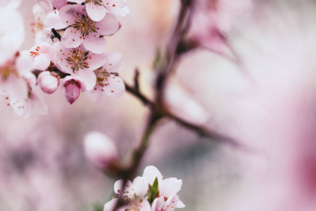 在模糊的花背景上开花杏树