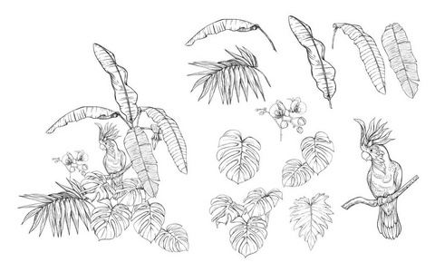 一套元素设计与热带植物, 棕榈树叶, 怪物, 兰花和鸟类。图形绘制, 雕刻风格。向量例证