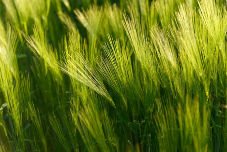 一些新鲜的小麦的特写照片