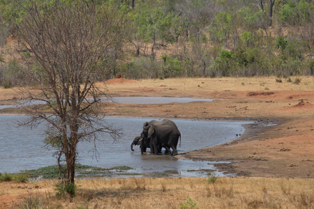 非洲的一个大的大象家庭到处走动吃和喝水