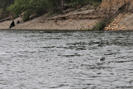 马加丹地区一条小山河的海豹捕猎鲑鱼