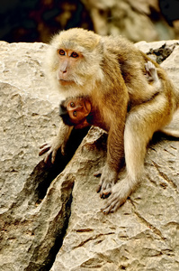 母亲和儿童猴子