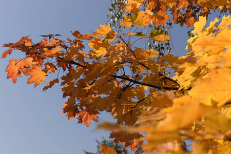 公园蓝天前五颜六色的秋叶