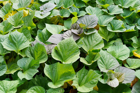 生长在田间的绿色甘薯植物