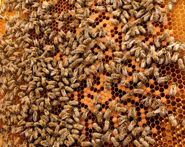 背景六角纹理, 蜡蜂窝从一个蜂蜂巢充满金色蜂蜜。蜂窝状宏摄影, 由蜂巢中的蜂蜡黄色甜蜂蜜组成。蜜蜂蜂蜜花蜜蜂窝
