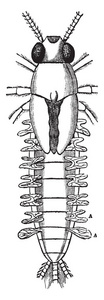 该图像代表水生幼虫的鳃或鳃, 复古线画或雕刻插图