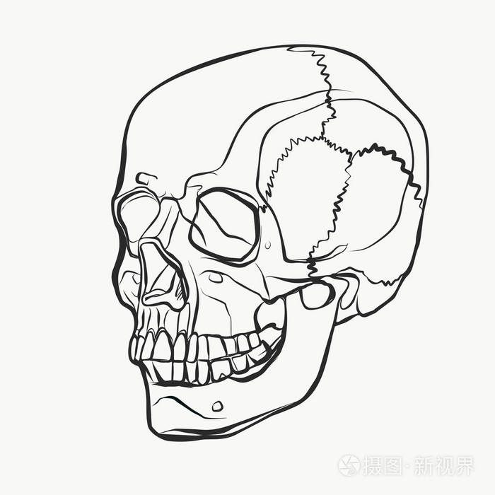 手画风格的头骨图案.矢量黑白插图