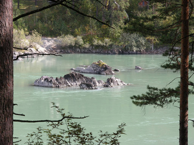 俄罗斯自然森林河 kapun, 阿尔泰领土, 俄罗斯, 夏天