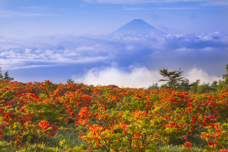 日本杜鹃花与富士山