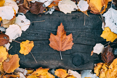 秋叶躺在木板上