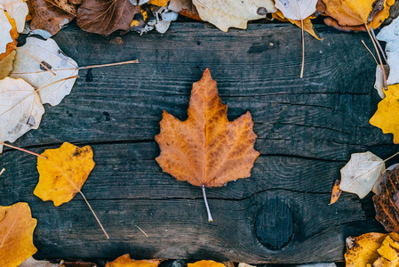 秋叶躺在木板上
