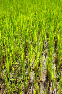 稻田的在印度的有机农场长大