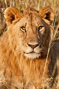 在马赛玛拉国家公园，肯尼亚的雄性非洲狮