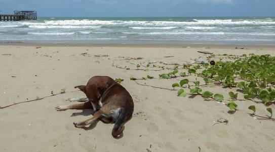 躺在海边的狗